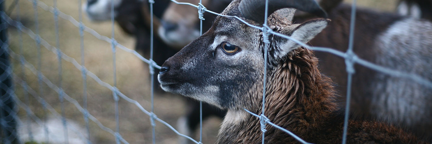 a goat looking through a fence